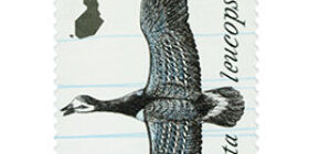 Arktika - Valkoposkihanhi  postimerkki kotimaa ikimerkki