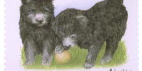 Koiranpentuja - Pumi  postimerkki 1 luokka