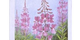 Maakuntakukat - Maitohorsma postimerkki 1 luokka