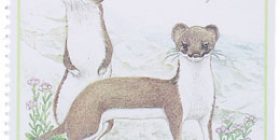 Metsän eläimiä - Kärppä  postimerkki 0