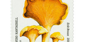 Ruokasieniä - Keltavahvero postimerkki 1 luokka