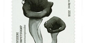 Ruokasieniä - Mustatorvisieni  postimerkki 1 luokka