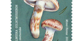 Ruokasieniä - Tuoksuvalmuska  postimerkki 1 luokka