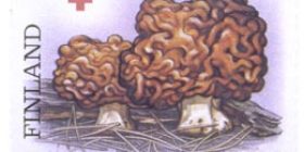 Sieniä - Korvasieni  postimerkki 0